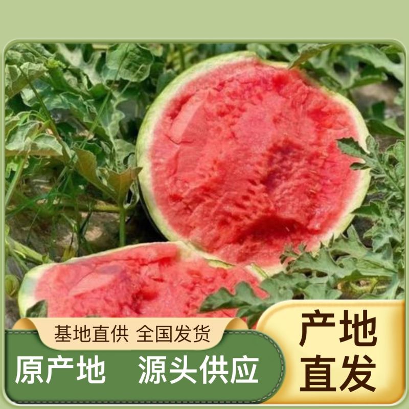 西瓜现货秒发全国包邮