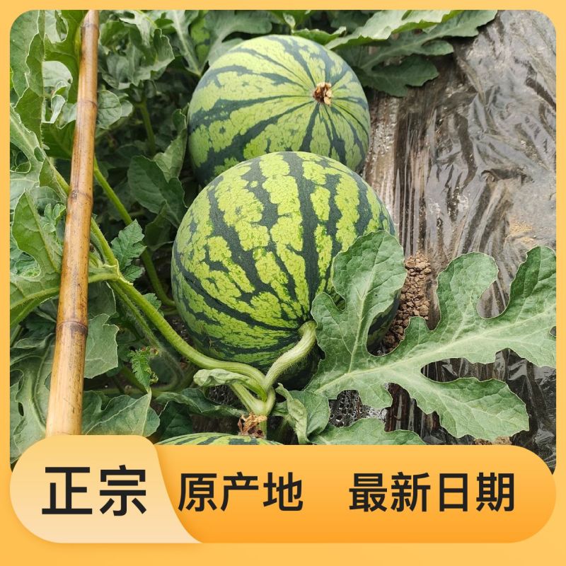 西瓜营养多汁长期供应支持拿样