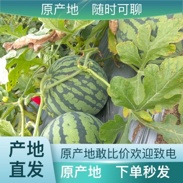 西瓜量大从优产地直发