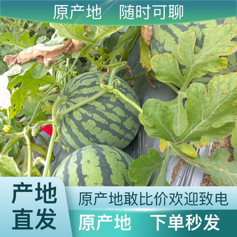 西瓜量大从优产地直发