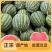 西瓜全国包邮最新日期