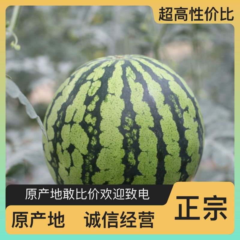 西瓜正品保障应季