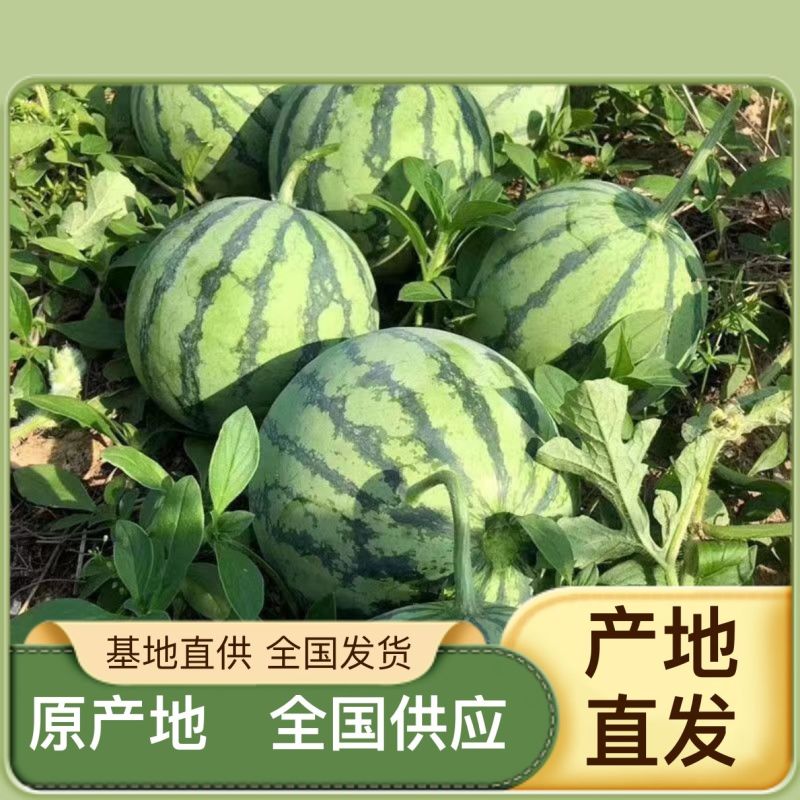 陆地甜王露天甜王西瓜批发商超采购电商代发保质保量西瓜全国供应