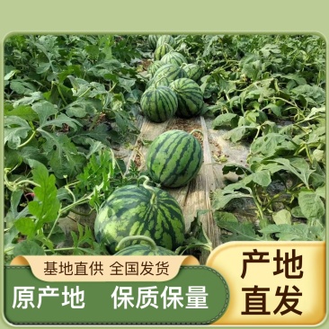 西瓜**日期随时有货