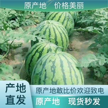 产地直发西瓜营养多汁