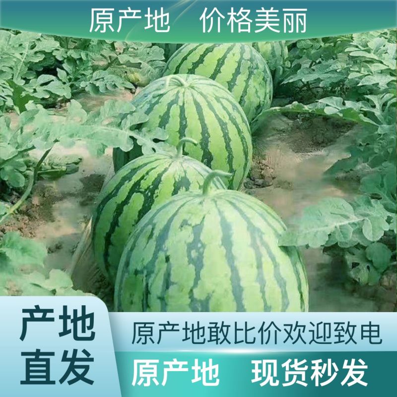 产地直发西瓜营养多汁