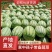 西瓜源头供应量大从优