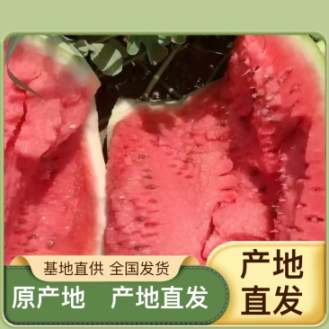 精品西瓜全国发货