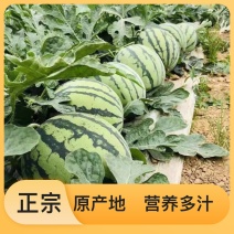 美都西瓜