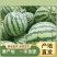 应季西瓜最新日期全国包邮
