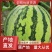 麒麟西瓜