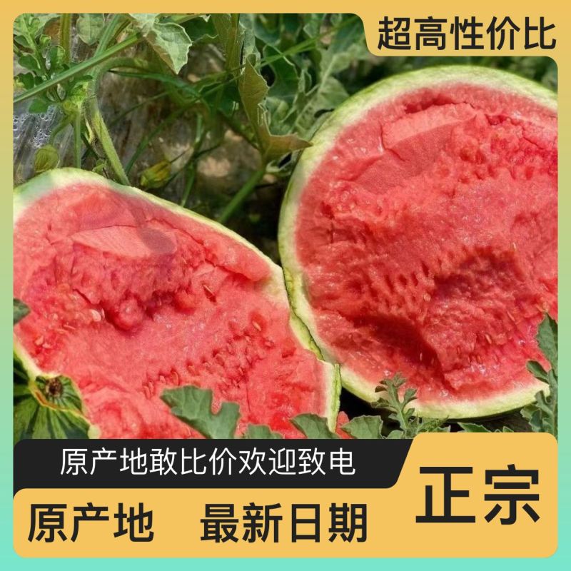 西瓜精品随时可聊