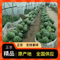 厂家直销西瓜全国供应欢迎联系
