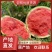 西瓜规格齐全天猫包邮诚信经营