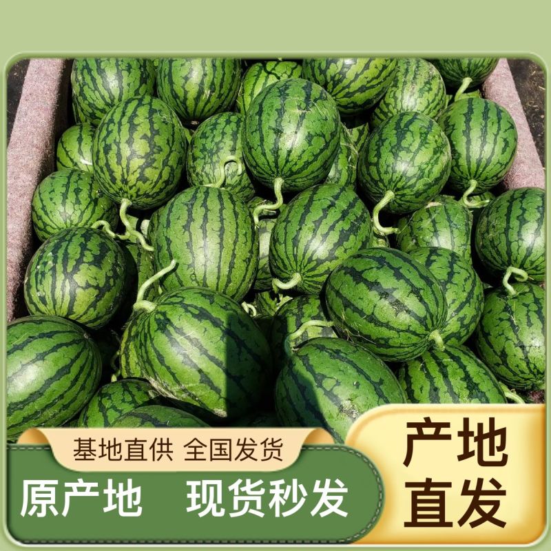 永乐地头西瓜批发