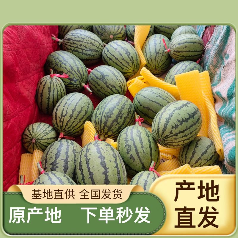 陕西蒲城小吊兰