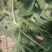 【火爆热卖】江苏嘉年华西瓜现货现发，一条龙服务批发团购。