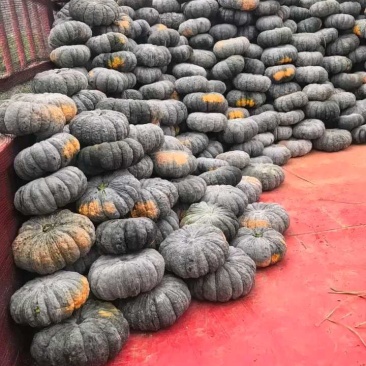 赖可丽南瓜大量上市欢迎新老顾客回购，规格2～5斤产地直供