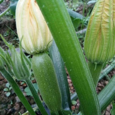 ***菜瓜厂家直销超高性价比下单秒发