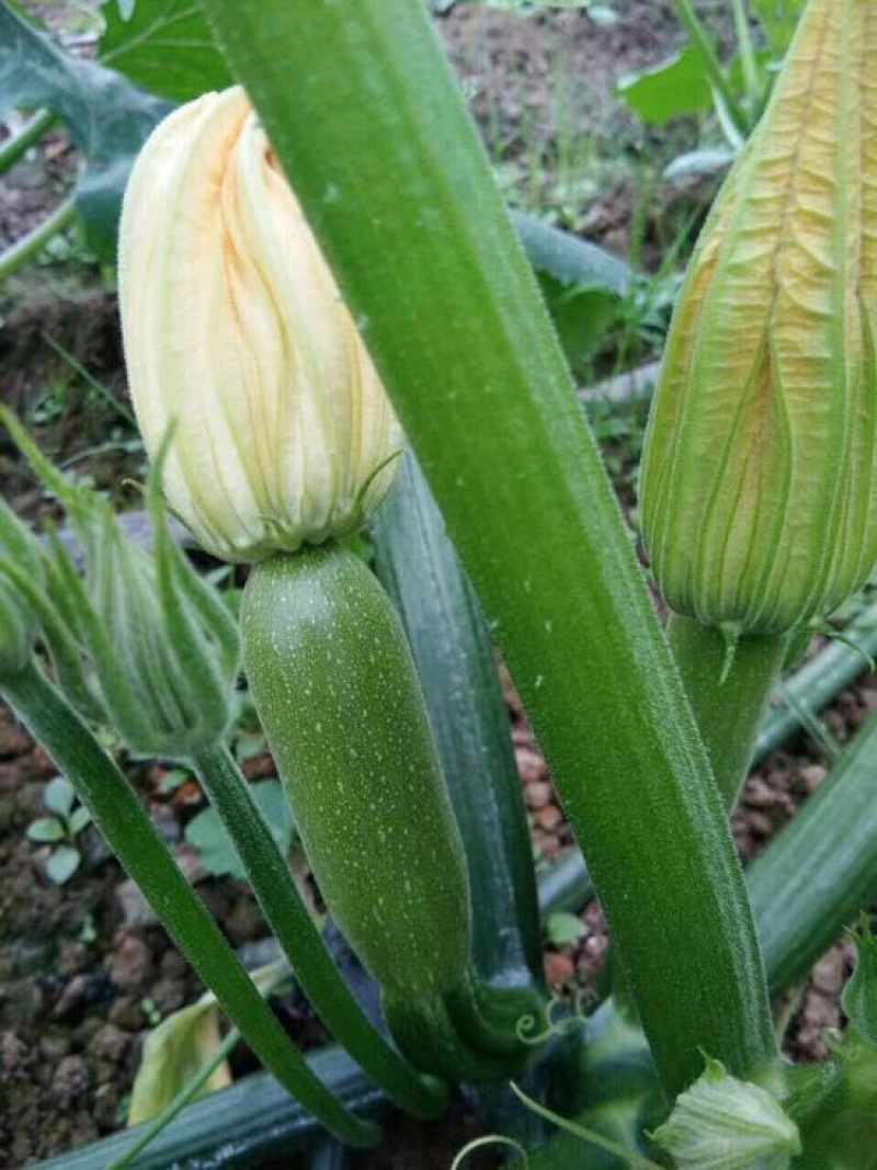 ***菜瓜厂家直销超高性价比下单秒发