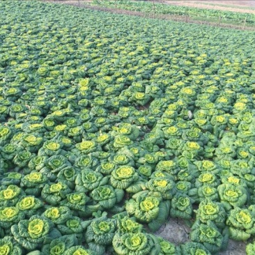 天然新鲜乌塌菜电商供货随时可聊