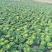天然新鲜乌塌菜电商供货随时可聊