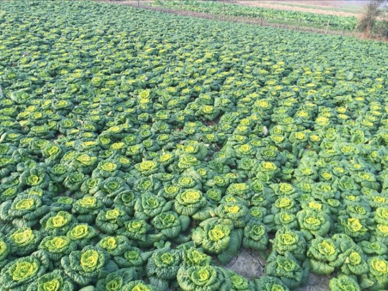 天然新鲜乌塌菜电商供货随时可聊