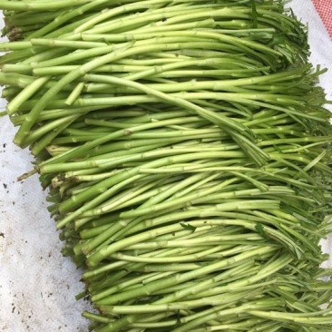 正宗芦篙随时有货欢迎联系
