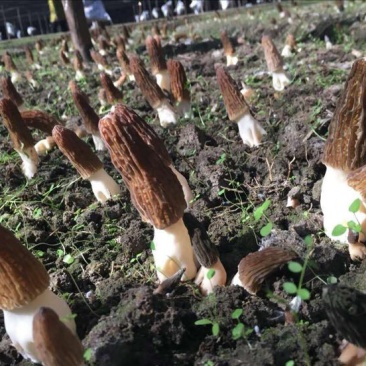 新鲜羊肚菌基地一手货源批发，电商一件代发