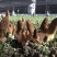 新鲜羊肚菌基地一手货源批发，电商一件代发