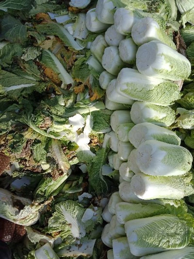 北京新三号白菜净菜4~6斤产地直发货源充足大量供应