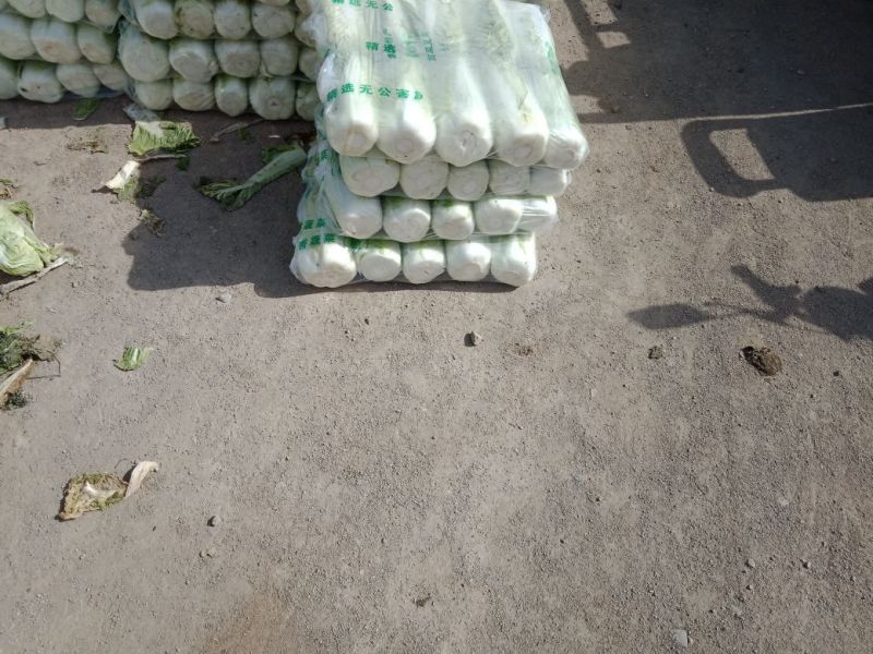 北京新三号白菜净菜4~6斤产地直发货源充足大量供应