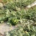 甜王西瓜5斤打底8成熟1茬