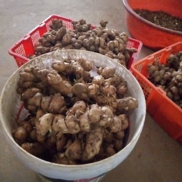 全网低价正宗沙姜，直发产地