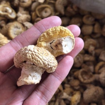 黄蘑菇