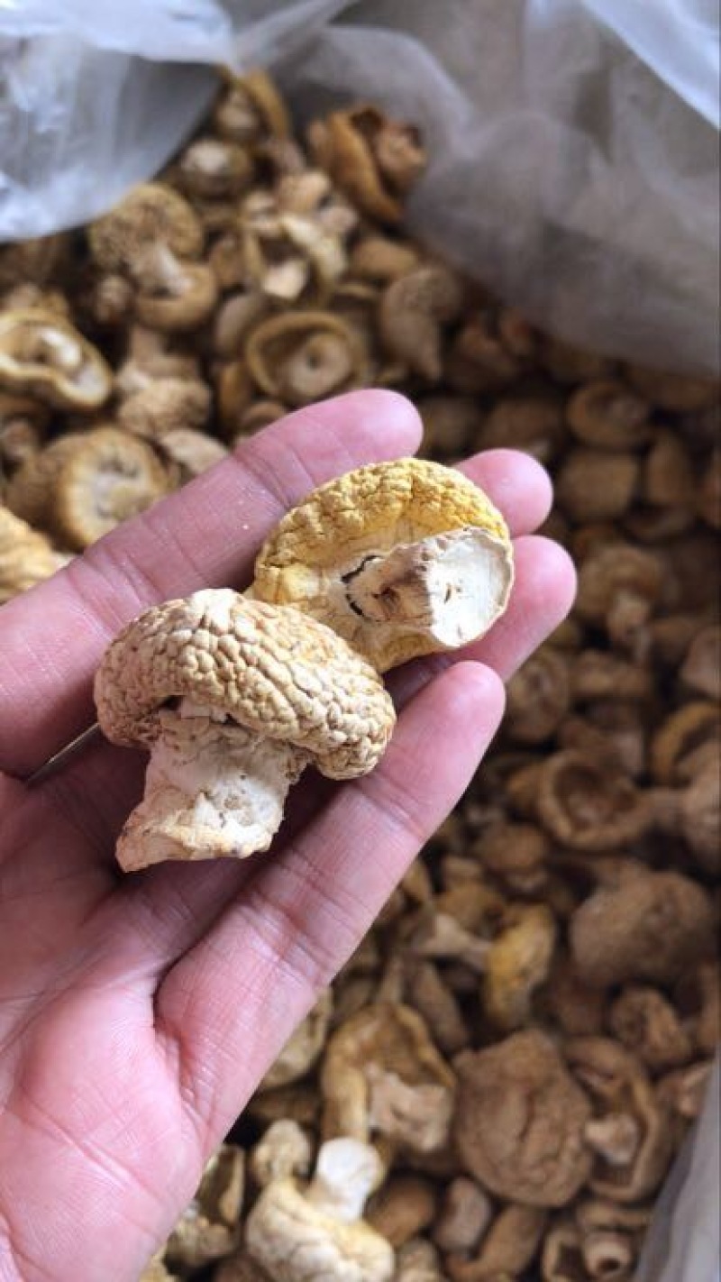 黄蘑菇