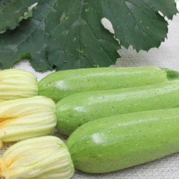 天然新鲜菜瓜厂家直销价格美丽