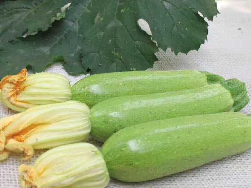 天然新鲜菜瓜厂家直销价格美丽