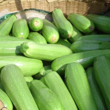 正品保障菜瓜电商供货量大从优