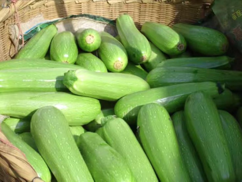 正品保障菜瓜电商供货量大从优
