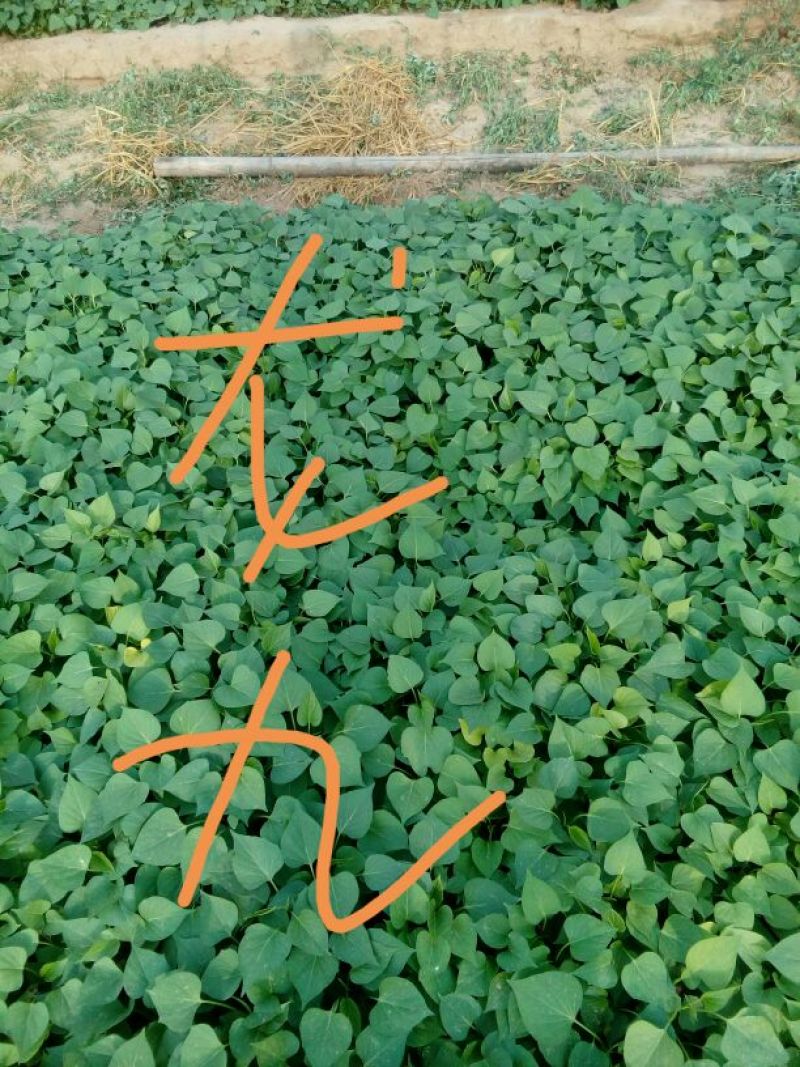 各种红薯苗高成活率25~35cm