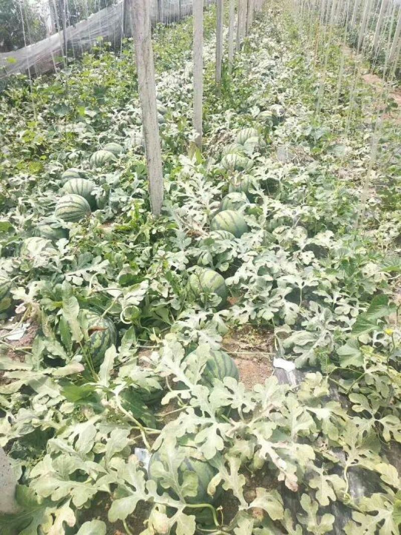 全网优质货源西瓜现货秒发