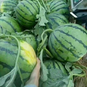 头茬无籽西瓜美都711麒麟瓜