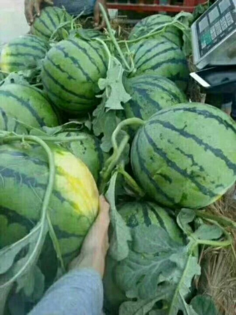 全网优质货源西瓜现货秒发