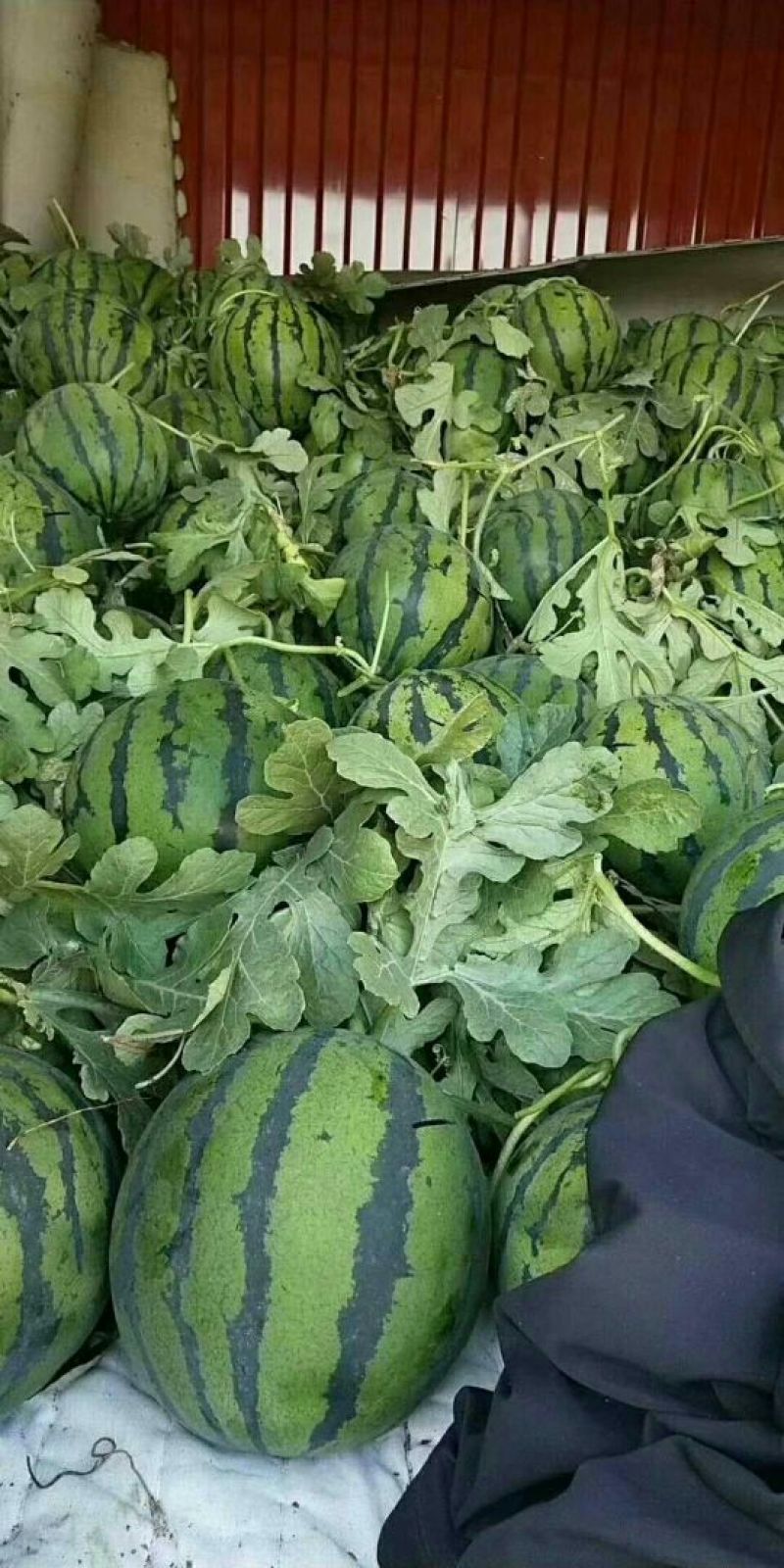 全网优质货源西瓜现货秒发