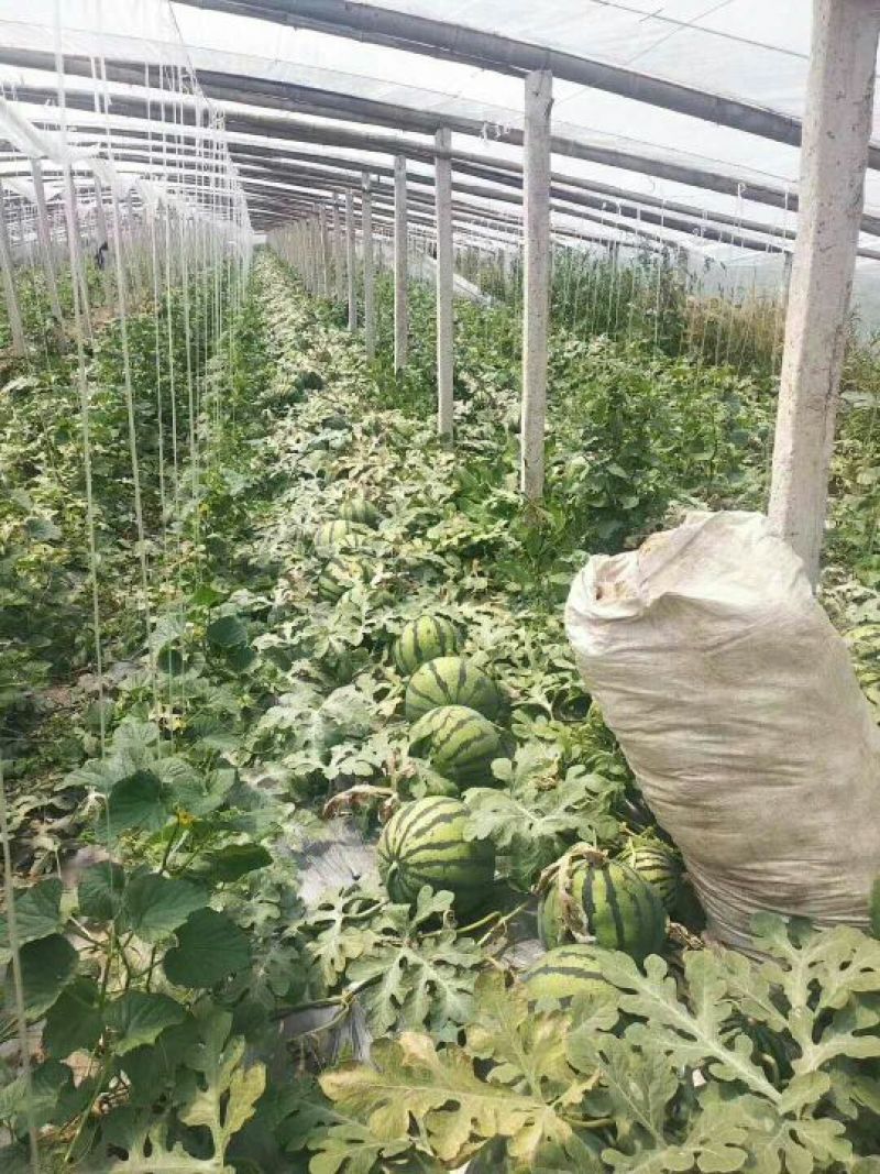 全网优质货源西瓜现货秒发