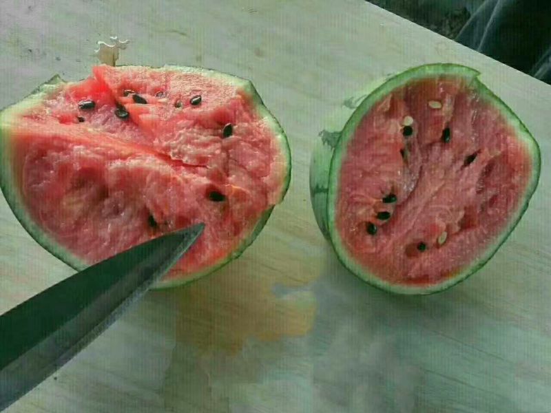 全网优质货源西瓜现货秒发