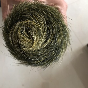 猪宝