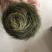 猪宝