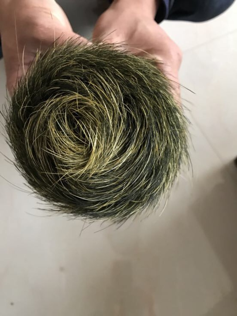 猪宝